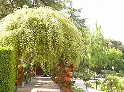Rosal Banksiae 'Lutea' rampante y trepadores en la pérgola lateral.