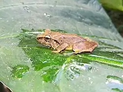 Craugastor fitzinger