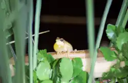 Ranita del Zarzal (Boana pulchella) en Reserva natural Lagunas de San Vicente. Fotografía tomada durante la actividad de ciencia ciudadana ROA (Red de Observadores de Anfibios).