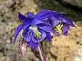 Aquilegia pyrenaica