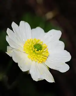 Detalle de la flor de Ranunculus alpestris