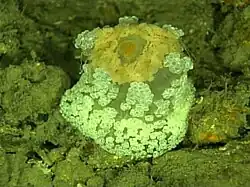 A. Mirabilis retraída.