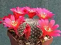 Rebutia wessneriana