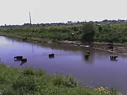 Ganado vacuno abrevando.