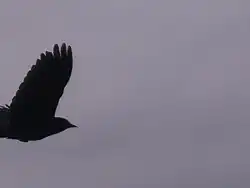 El mismo mirlo de alas rojas visto arriba, en vuelo.