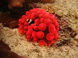 Amphiprion latifasciatus en Entacmaea quadricolor.