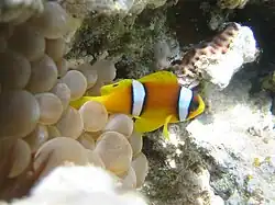 Arrecife del Mar Rojo