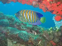 P. diacanthus en Chuuk, Micronesia