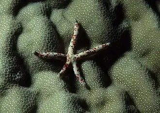 Sobre coral duro en la Gran Barrera de Arrecifes australiana.