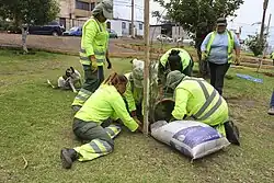 Cuatro trabajadoras plantan un árbol en la plaza Empalme