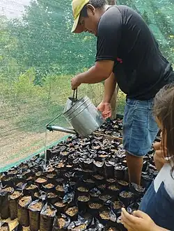 Pucallpa Yarinacocha Perú, Pool Doroteo