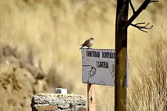 Remolinera Andina sobre cartel