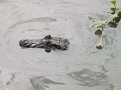 Ejemplar de Yacaré, que puede ser localizado en la Reserva Natural