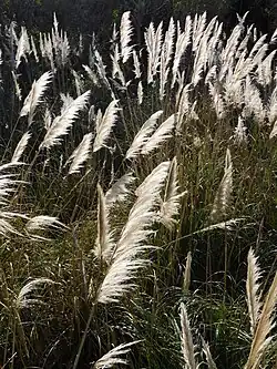 Cortaderia selloana en un día ventoso. Foto tomada en la Reserva Ecológica Costanera Sur. Junio 2025.