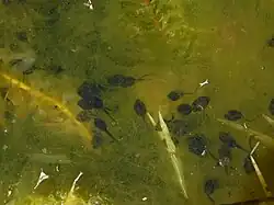 Foto de renacuajos nadando en humedal, de la Reserva Natural Urbana, en Bs.As. Foto tomada en Octubre 2024.