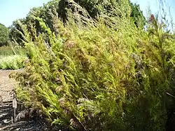 Hábito de una restionácea.