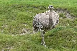 Rhea pennata