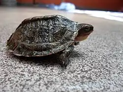 Cría de una Rhinoclemmys Pulcherrima