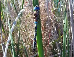 Rhionaeschna multicolor