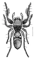 Rhombonotus gracilis (dibujado por L. Koch, 1877)