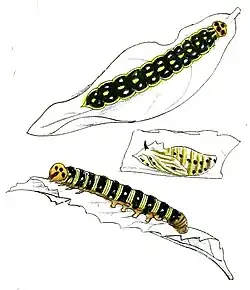 Rhopalocampta benjamini