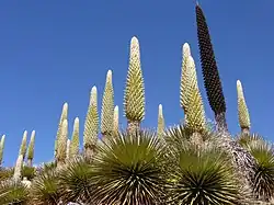 Puya Raimondi