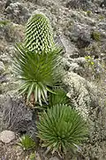 Lobelia deckenii a 4000&nbsp;m de altitud.