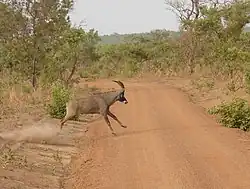 Hippotragus equinus.