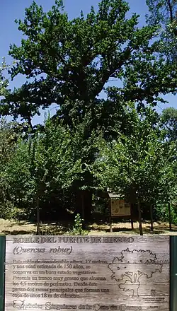 Roble del puente de Hierro