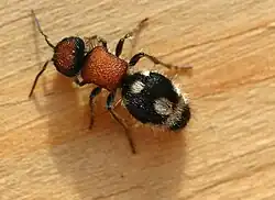 Ronisia sp.