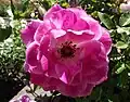 Rosa 'Brilliant Pink Iceberg '