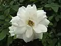 Rosa 'Schneewittchen '