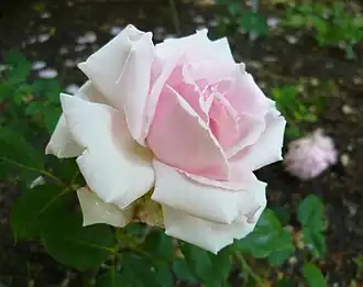 'Blairii No. 1', Blair 1830.