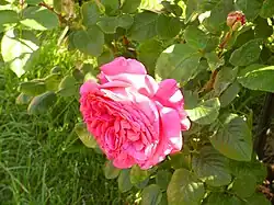 'Chartreuse de Parme', Delbard 1996. Medalla de plata de Madrid y mejor perfume de 1996.