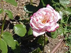 'Condesa de Mayalde', Pedro Dot 1956. Medalla de Oro 1956.