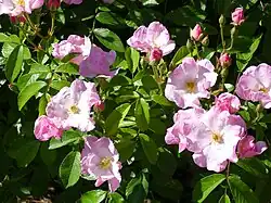 'Frisson Frais', Louis Lens 1992. Medalla de oro de Madrid 1992.