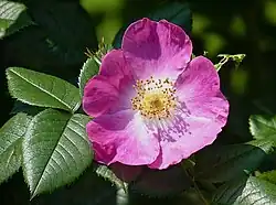 'Kiese' Kiese 1910. Rosa híbrido de R. canina.
