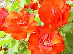 'La Sevillana' en el "Parque del Poblado" de Puertollano.