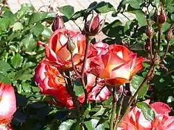 'Léo Ferré' 2005, Grupo: Floribunda. Rosaleda del parque del Oeste.