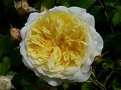 Rosa 'The Pilgrim', David Austin 1991.