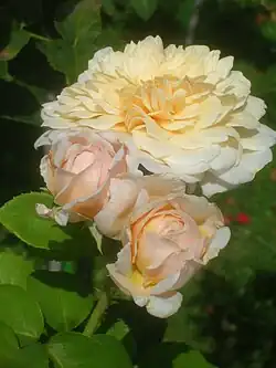 'English Garden', Austin 1986/ obtenida por el cruce de 'Lilian Austin' x ( planta de semillero x 'Schneewittchen'.