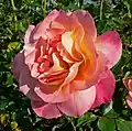 Rosa 'Girona' (P. Dot, 1936).