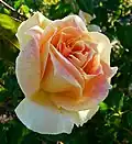 'Helen Hayes' Brownell 1956 híbrido de Rosa wichuraiana × 'Sutter's Gold'