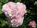 Rosa 'Heritage'