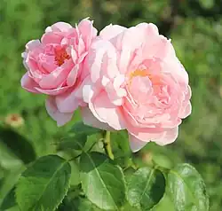 'Kathryn Morley', Austin 1990/ obtenida por el cruce de 'Mary Rose'® x 'Chaucer'.