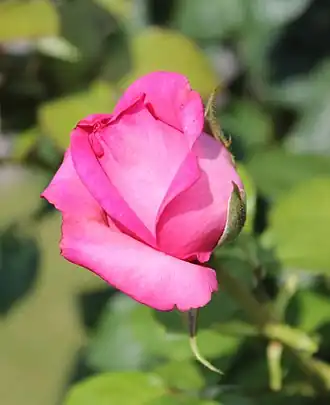 'Marquesa de Urquijo', Camprubí, 1938.