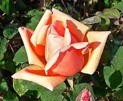 'Mme Abel Chatenay' 1894, San Jose Heritage Rose Garden California.