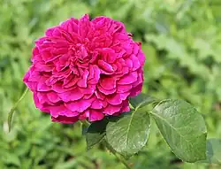 Rosa 'Próspero', David Austin 1982.