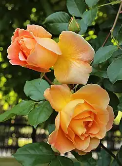 'Puerta del Sol' Delbard, 1971.