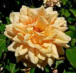 'Rêve d'Or', Ducher 1869.